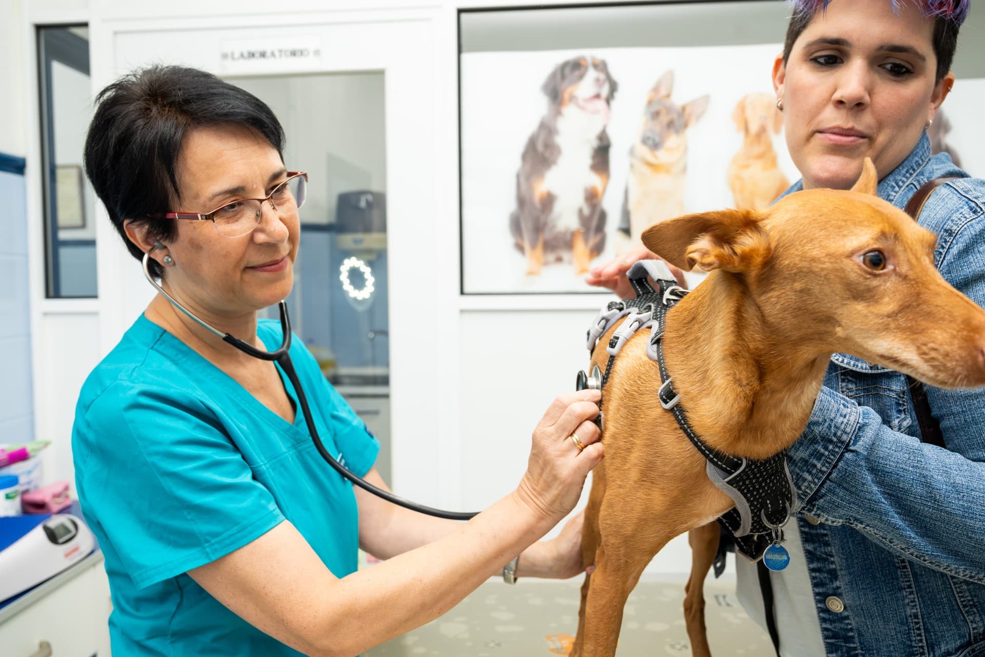 Como curar la artrosis en perros en Vigo 