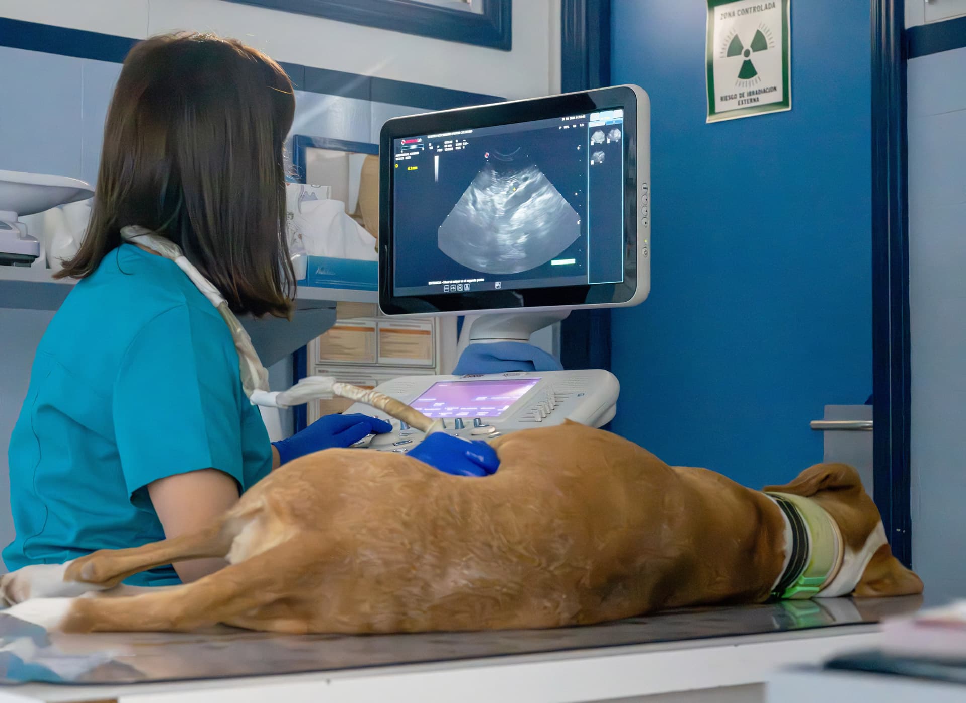 Ecografía veterinaria en Vigo