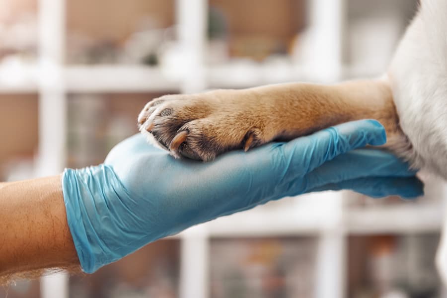 Quimioterapia en perros en Vigo